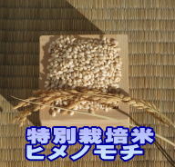 ヒメノモチ